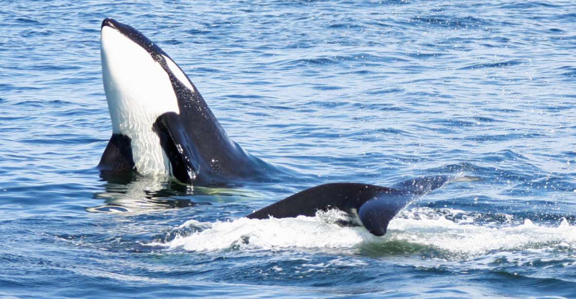 Seattle: Half-Day Wildlife and Whale Watching Cruise - Onboard Amenities