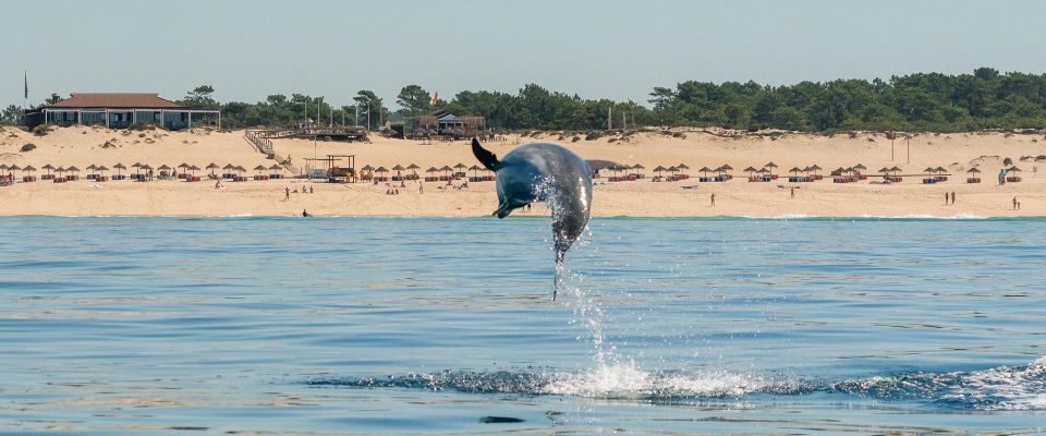 Setúbal: Dolphin Watching - Traveler Feedback