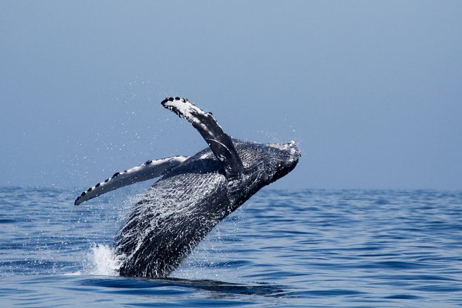 Shared Two-Hour Whale Watching Tour From Oceanside - Accessibility and Amenities