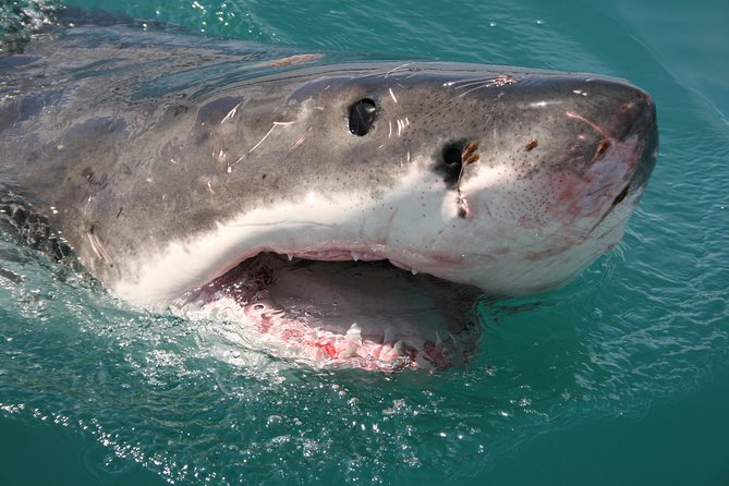 Shark Cage Diving & Viewing Tours in Gansbaai - On-Board Shark Viewing