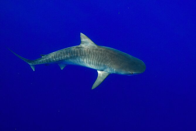 Shark Tour Dive With Sharks in Hawaii With One Ocean Diving - Preparing for the Tour