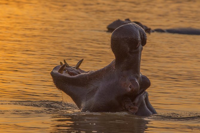 Shoreline Hippo and Crocodile Boat Cruises, Isimangaliso Wetland Park - Operated by Shoreline Cruises