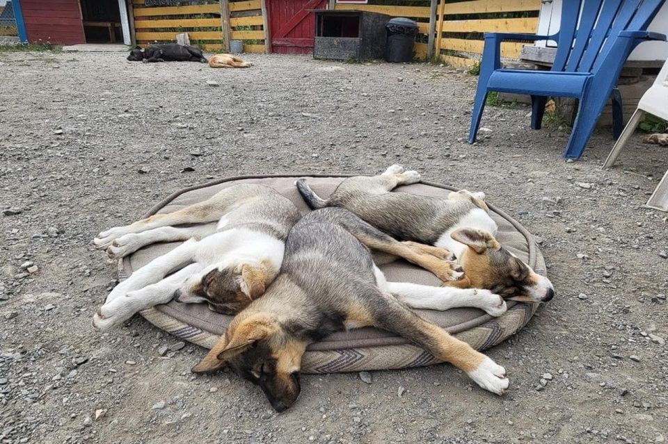 Skagway: Klondike Highway & Yukon Bus Tour With Husky Kennel - Important Documentation Requirements