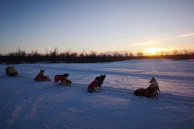 Sled Trip With Husky in the Alta Valley - The Scenic Journey