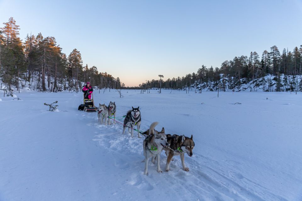 Sleddog Husky Safari Including a Hot Drink - Interacting With the Huskies