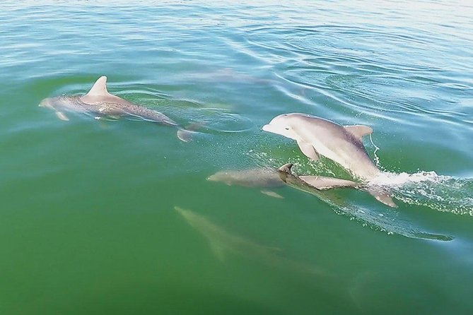 Small Group 2 Hour Dolphin Cruise With Snorkeling to Shell Key - What to Expect on the Tour