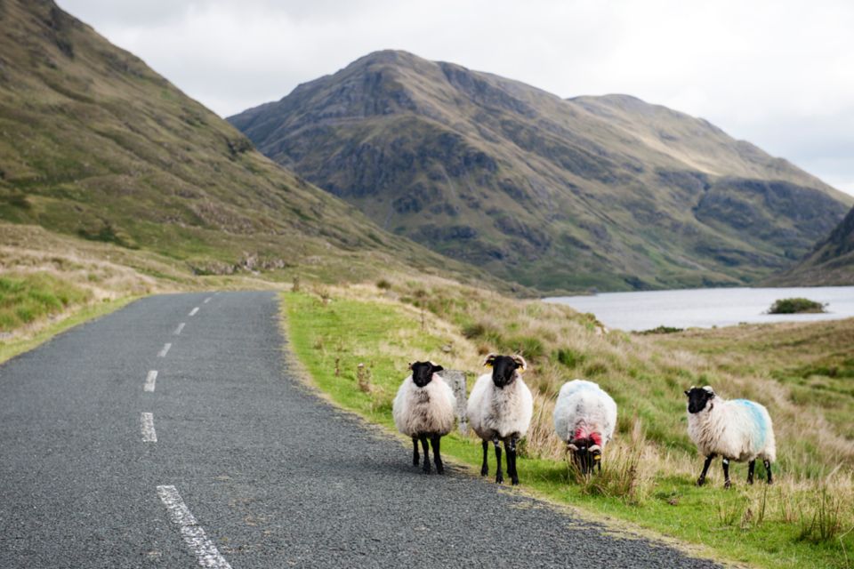 Small Group: Connemara, Sheepdog Show & Medieval Castle Tour - Village Visits