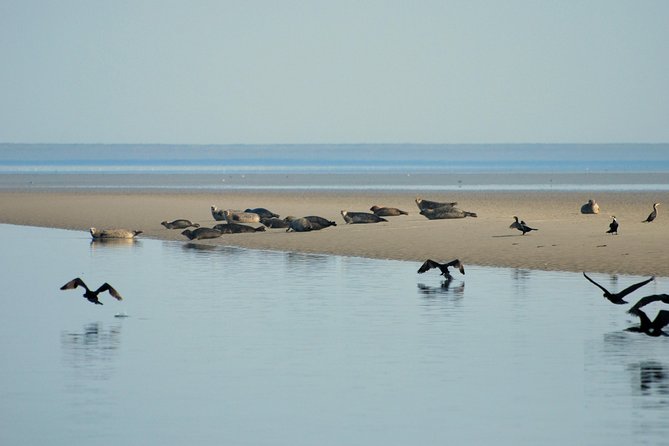 Small Group Half Day Seal Safari at UNESCO Site Waddensea From Amsterdam - Transfers From Amsterdam