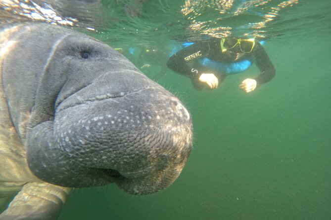 Small Group Manatee Swim Tour With In Water Guide - Positive Guest Feedback