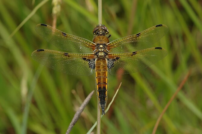 Small-Group New Forest Discovery Walk From Lyndhurst - Weather Policy