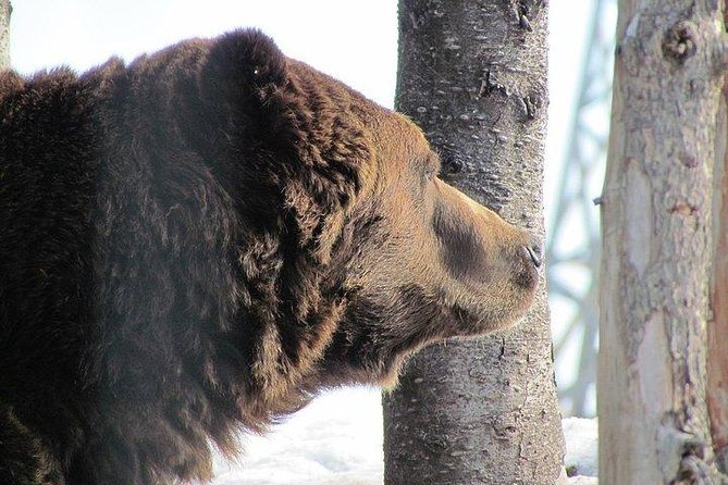 Small Group Tour: Capilano Suspension Bridge and Grouse Mountain From Vancouver - Lumberjack Show