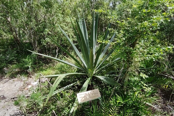 Snorkeling in the Cenotes of Bayahibe - Customer Feedback