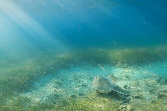 Snorkeling W/ Manatees & Turtles in San Juan! (Free Rum) - Free Rum and Lifeguard Presence