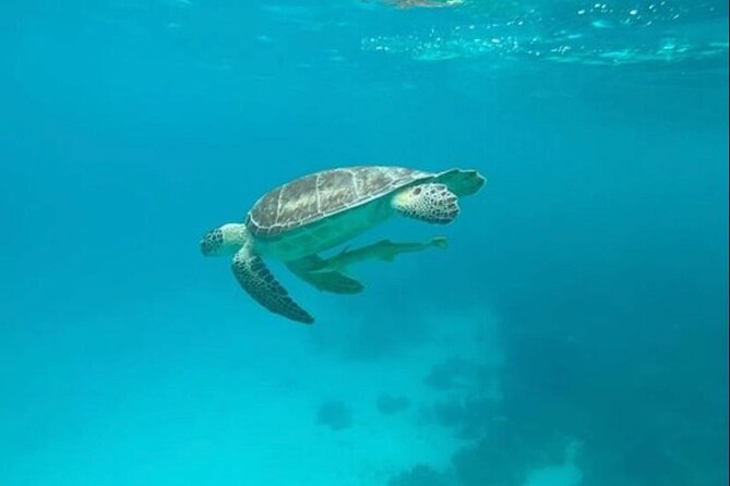 Snorkeling With Sea Scooters and Sea Adventure - Private Tour Experience