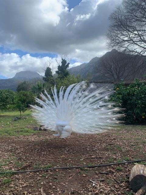 Soller Valley Walk: Small Villages and Citrus Farm Visit - Meeting Point Information