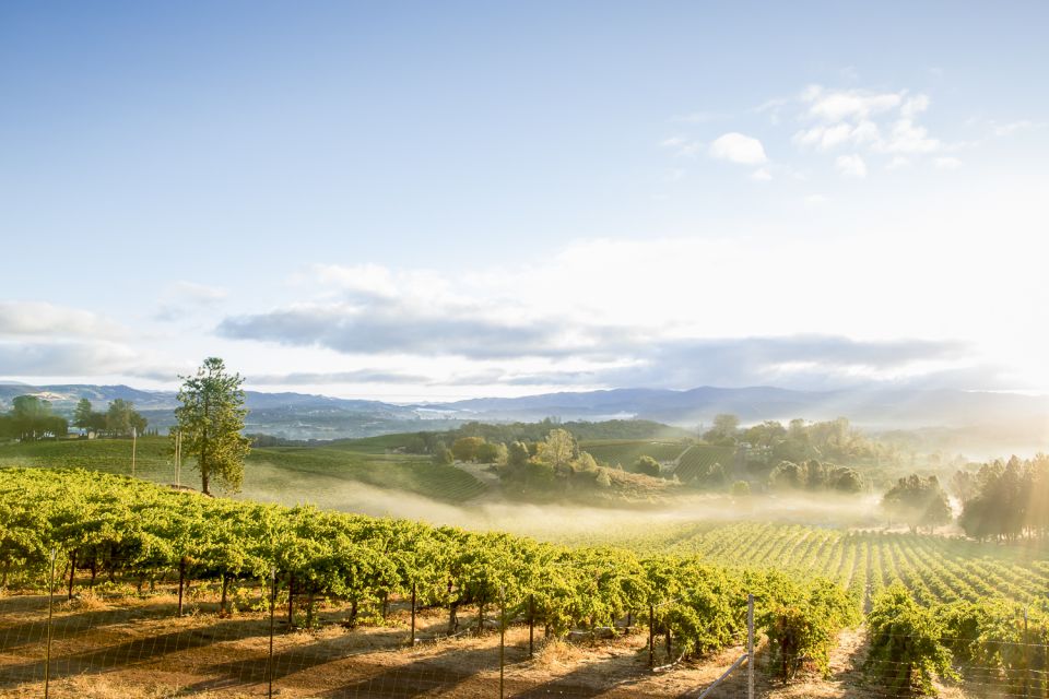 Sonoma Valley: Guided Winery Tour With Picnic Lunch - Panoramic Valley Views