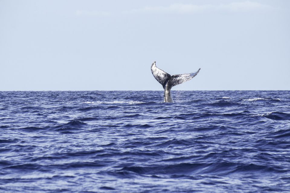 South Maui: Whale Watching Cruise Aboard Calypso - Parking and Transportation