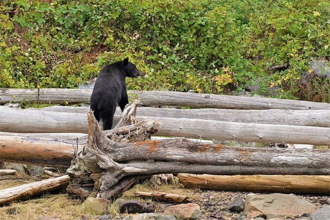 Spring Bears and Whales in Campbell River Tour - Explore Campbell River