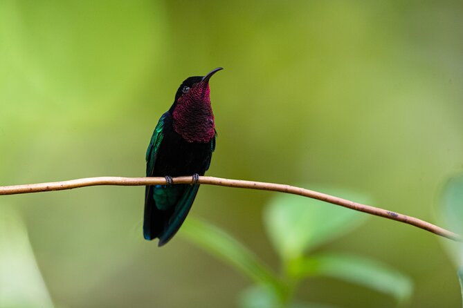 St Lucia Birdwatching Tour at Rainforest Adventures - Native Flora and Fauna