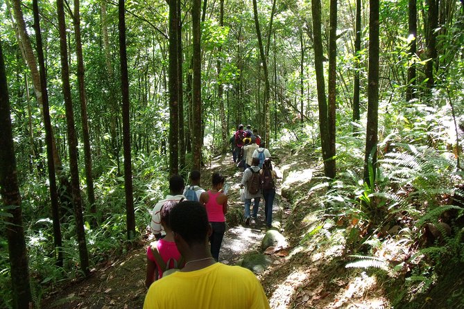 St Lucia Rainforest Walk - Transportation and Accessibility