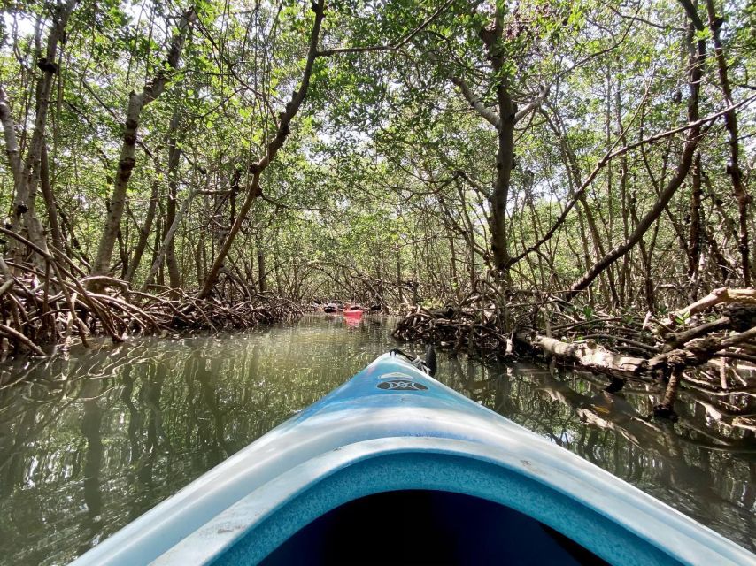 St. Petersburg, FL: Weedon Island Kayak Tour - Highlights of the Tour