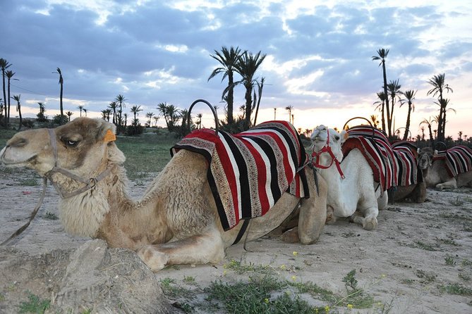 Sunset Camel Ride in the Palm Grove of Marrakech - What to Wear