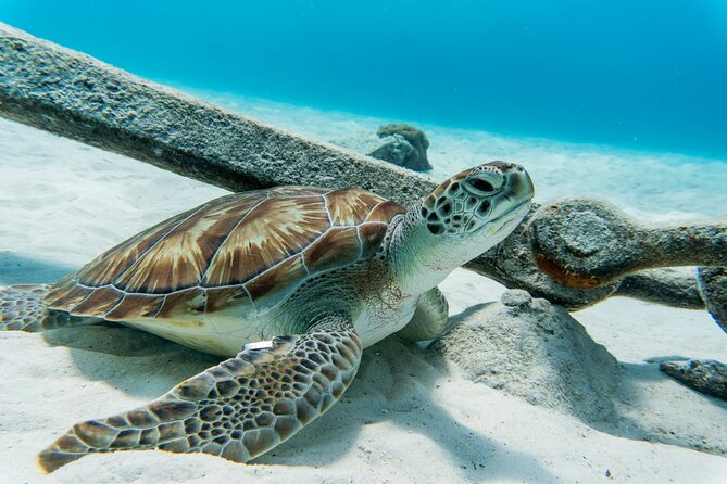 Swim With Turtles at Turtle Bay, Curacao: Boat, Blue Room Cave - Exploring the Blue Room Cave