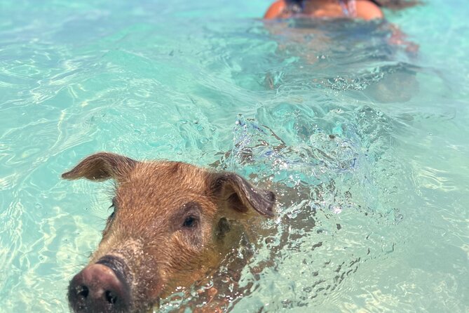 Swimming Pigs With Pickup: Pig Cant Fly, but They Do Swim! - Beach Amenities and Facilities