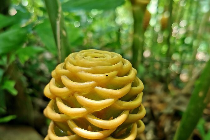 Taíno Valley Tropical Park Puerto Plata Tubagua - Souvenirs and Memorable Keepsakes