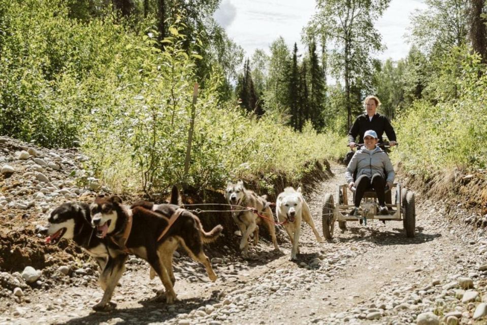 Talkeetna: Mushing Experience With Iditarod Champion Dogs - Current Race Team and Puppies