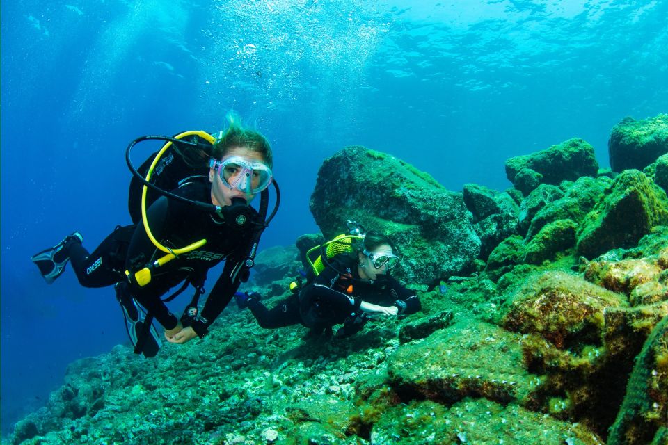 Tenerife: Introductory Dive for Cruise Ship Passengers - Dive Site and Marine Life