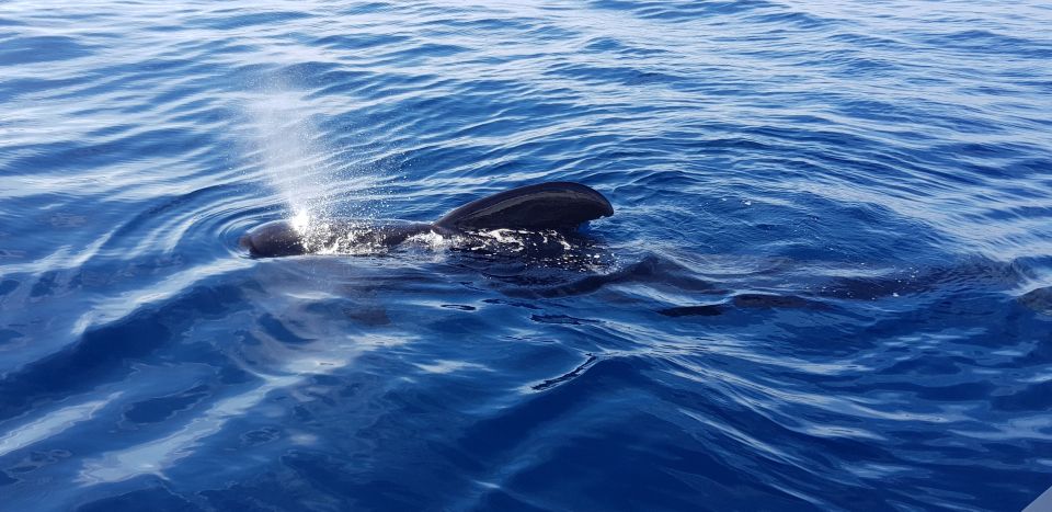 Tenerife: South Island Boat-Trip and Sea Excursion - Lagoon Swimming