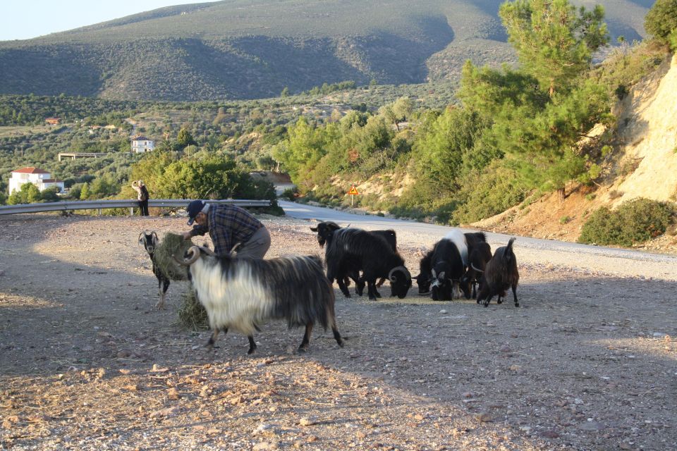 Thasos Island: Private Jeep Tour - Customer Feedback