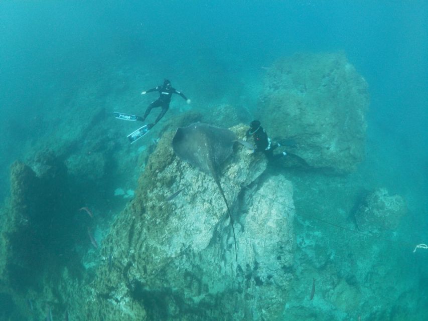 The Cookies: Tenerife Turtles and Rays Snorkeling Cruise - What to Bring and Restrictions