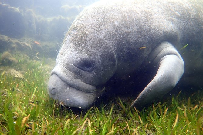 The OG Manatee Snorkel Tour With In-Water Guide/Photographer - Manatee Conservation Efforts