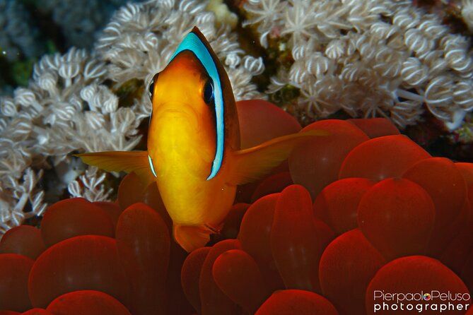 Tiran Island Snorkeling Experience by Yacht Sharm El Sheikh - Refreshments and Lunch