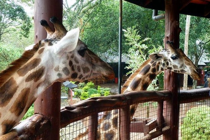 Tour Giraffe Center,Karen Blixen and Lunch Carnivore Restaurant - Karen Blixen Exploration