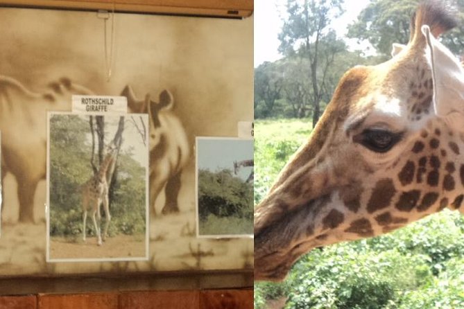 Tour to Giraffe Center From Nairobi - Additional Information and Considerations