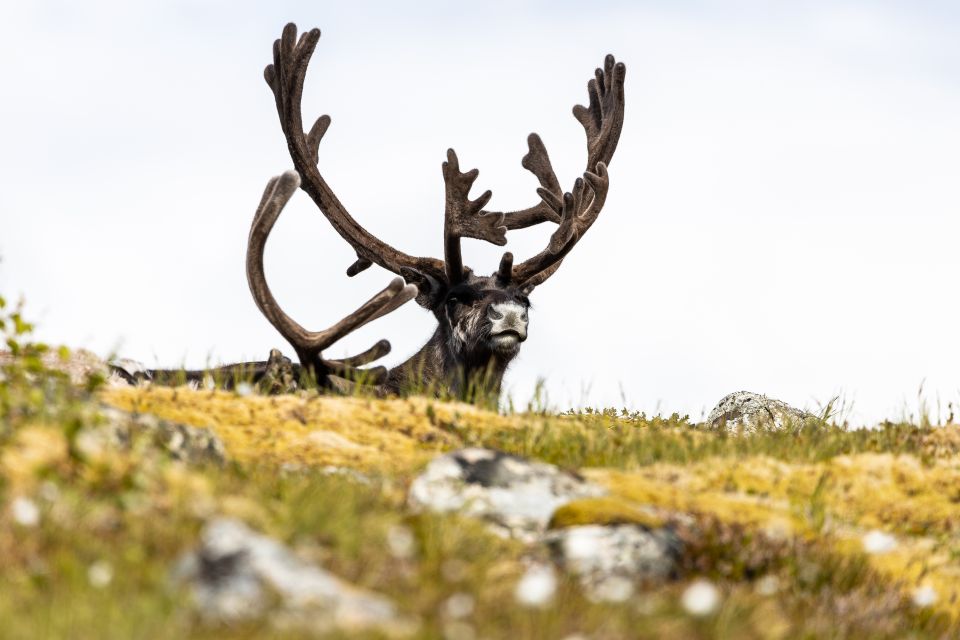 Tromso: Guided Fjord Expedition & Kvaloya Island With Lunch - Lunch at Sommarøy