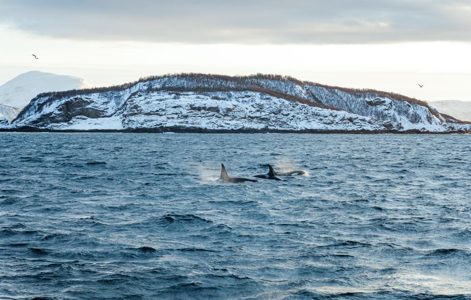 Tromsø: Whale Watching Tour by Hybrid-Electric Catamaran - Guides and Storytelling