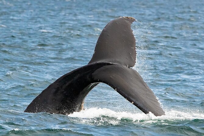 Victoria Whale Watching Tour on a Covered Vessel - Meeting and Pickup Logistics