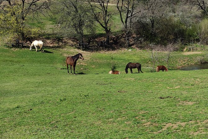 Visit a Farm and Horseback Riding in Nature - Positive Feedback