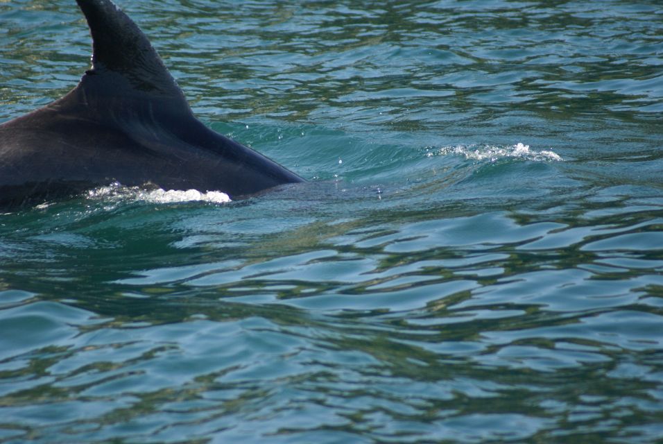 Vrsar: Dolphin Watching Boat Tour Including Drinks - Departure and Crew