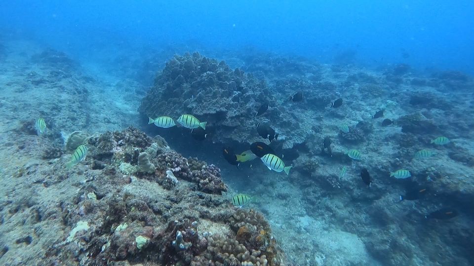 Waikiki: Honolulu Beginner Scuba Diving With Videos - Meeting Point