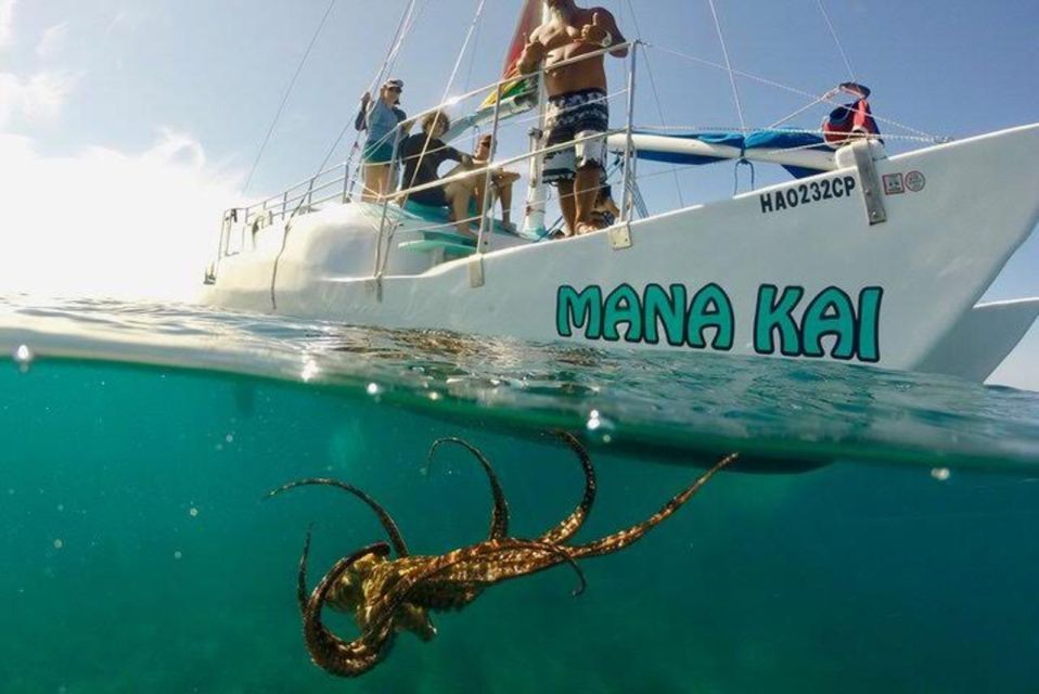 Waikiki: Sea Turtle Snorkeling Tour - Snorkeling Experience