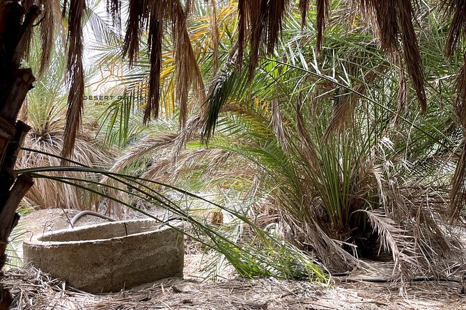 Walk in Moses Footsteps - Tour Between Tabuk and the Red Sea - Exploration of Biblical Sites