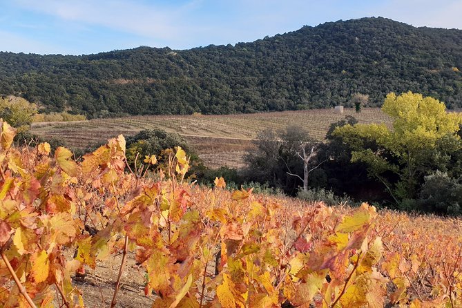 Walks in the Heart of the Secret Vineyards Around Collioure, Tastings - Immersive Wine Tastings