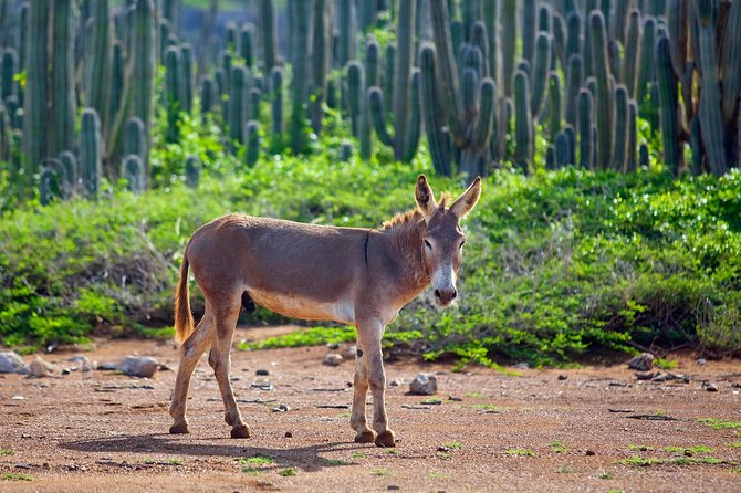 Washington Slagbaai National Park Tour in Bonaire - Wildlife and Nature