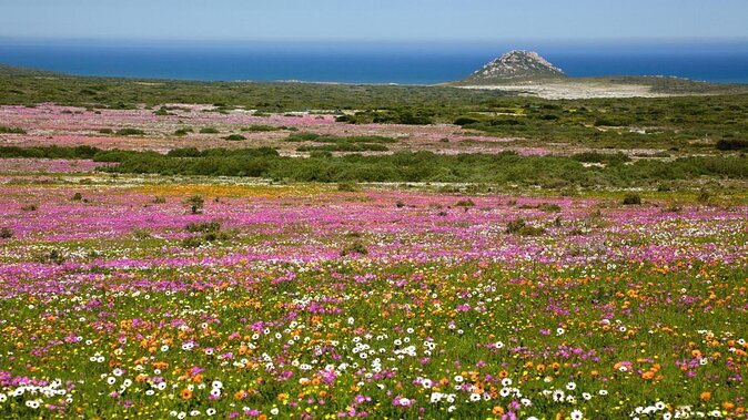 West Coast Day Trip From Cape Town - Exploring West Coast National Park