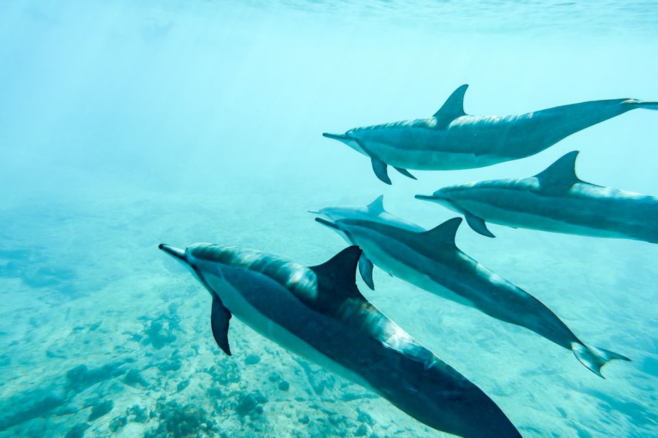 West Oahu: Turtles, Dolphins, and Snorkeling Tour With Lunch - Included Breakfast, Lunch, and Drinks